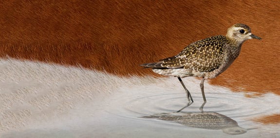 home-feature-cargill-beefup-3518-1620-800.8046ffc