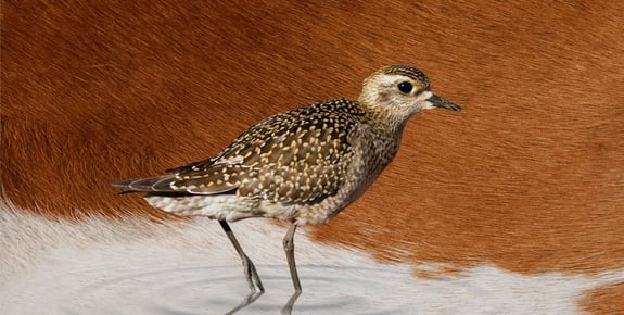 work-cargill-beefup-3519-991-500.6d465ca